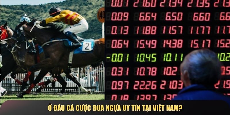 Ở đâu cá cược đua ngựa uy tín tại Việt Nam?
