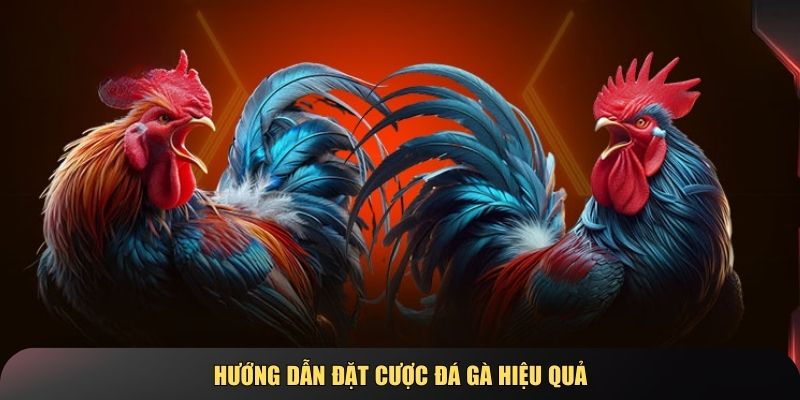 Hướng dẫn chi tiết về cách đọc kèo và những bí quyết chọn gà chiến