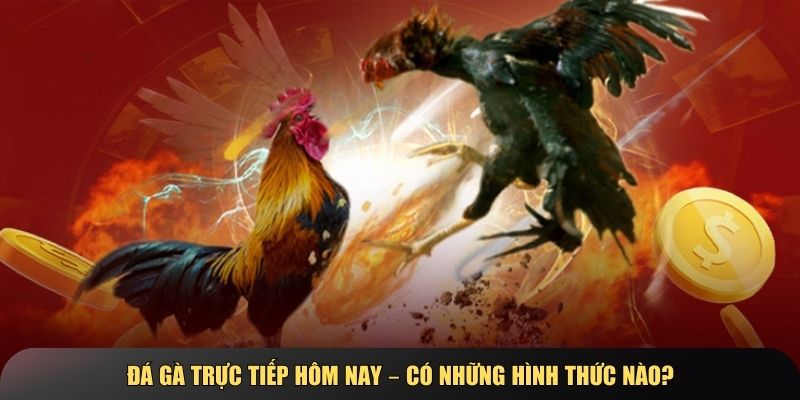 Có nhiều hình thức đá gà trực tiếp khác nhau