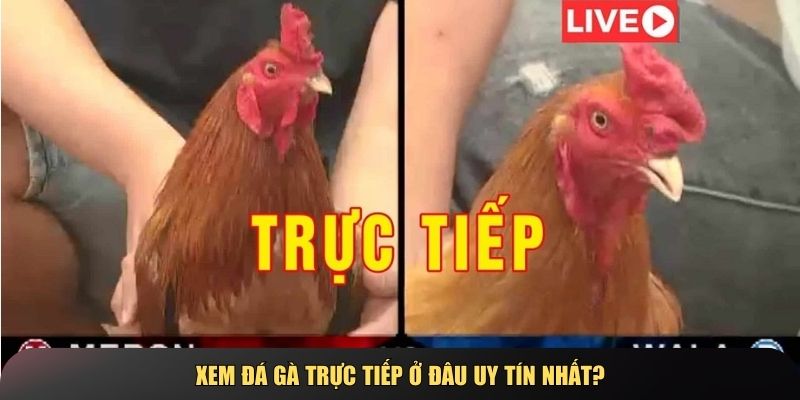 Những nhà cái phát sóng đá gà chất lượng cao